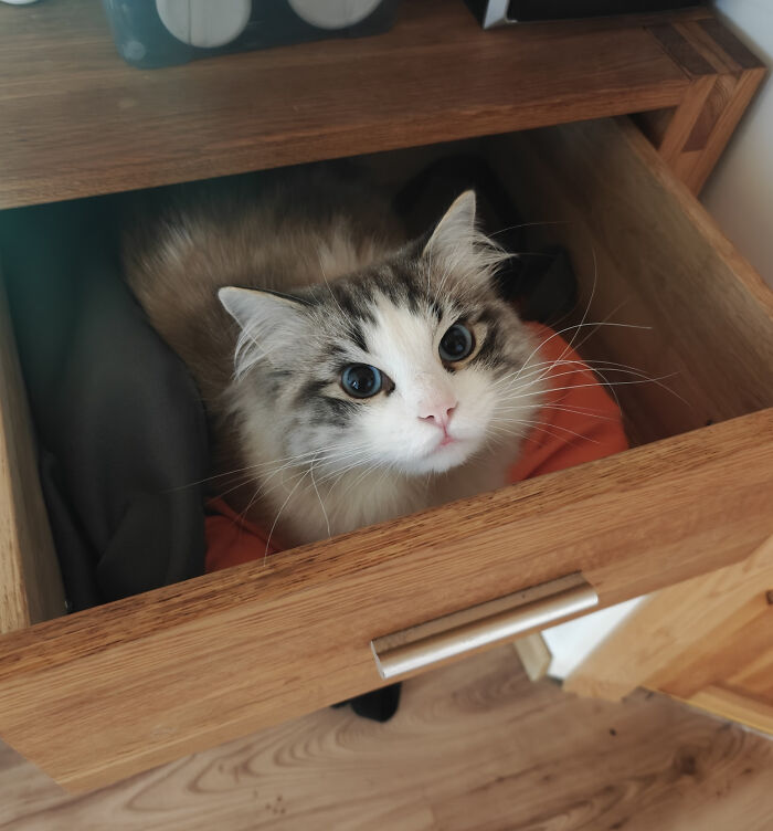 Adorable cat with big eyes sitting inside a wooden drawer among clothes, showcasing cute animals that lift your spirits.