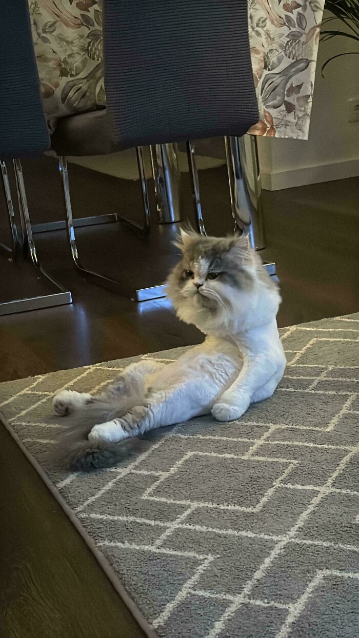 Fluffy cat with a shaved body lounging on a patterned rug, one of the adorable pictures of animals to lift your spirits.