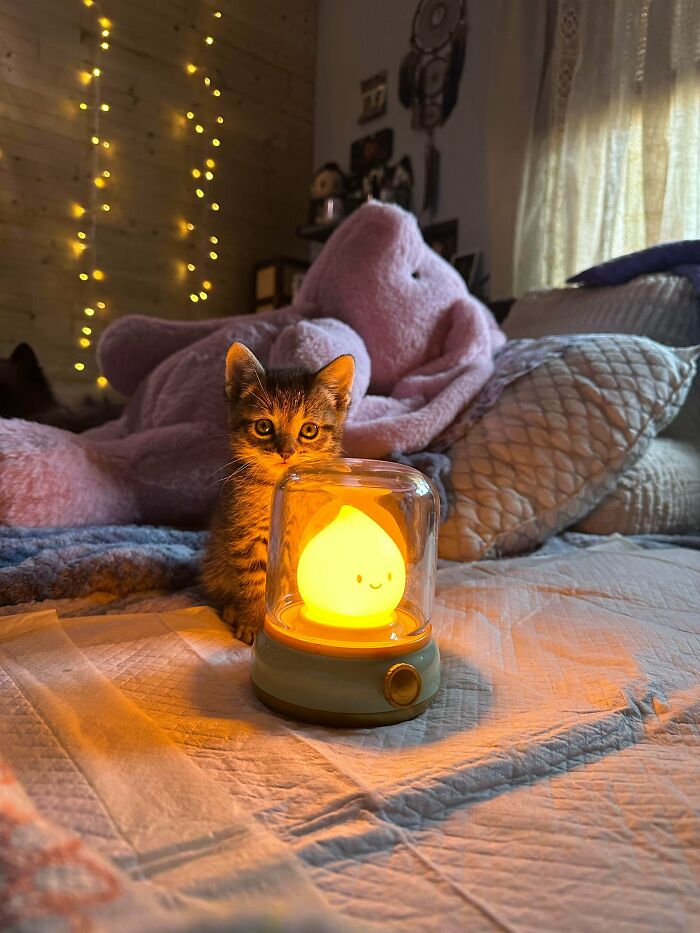 Cute kitten sitting on a bed next to a glowing night light, surrounded by cozy blankets and warm fairy lights.