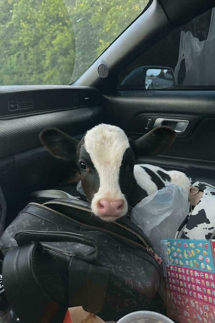 Calf resting on a bag inside a car, one of the adorable pictures of animals sure to lift your spirits and make you say aww.