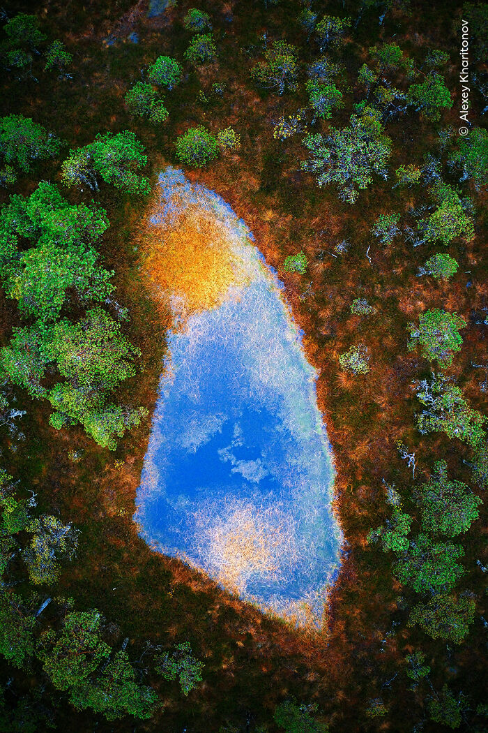 Aerial view of a vibrant forest landscape surrounding a reflective body of water, showcasing nature’s beauty in Wildlife Photographer.