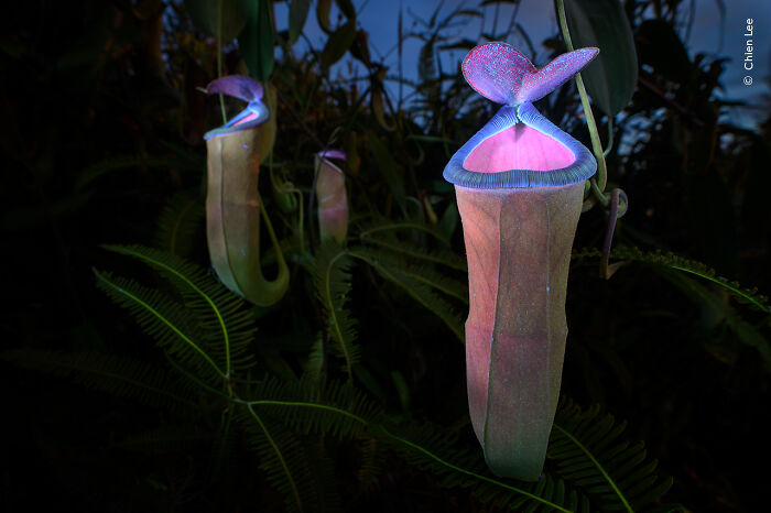 Carnivorous pitcher plants glowing in low light captured by Wildlife Photographer of the Year 2025 winners.