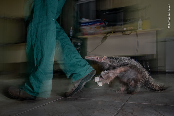 Anteater cautiously approaching a person’s foot indoors, captured in a Wildlife Photographer of the Year 2025 winning photo.