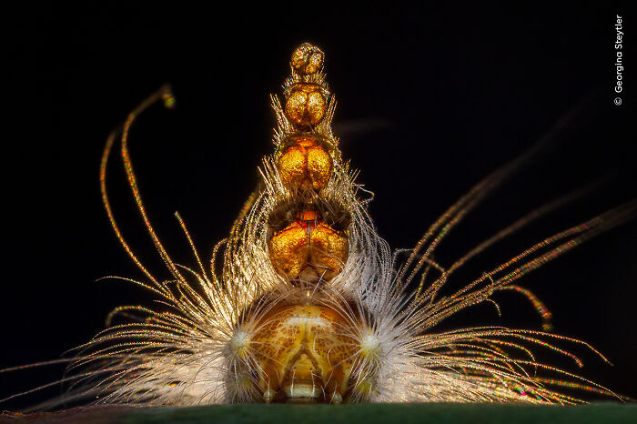 Close-up of an insect with glowing golden features captured by Wildlife Photographer of the Year 2025 winner.