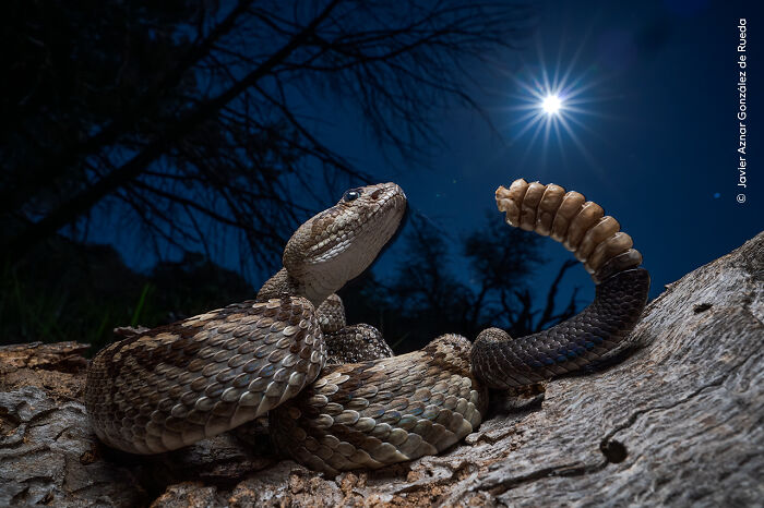 Close-up of a rattlesnake with raised tail under moonlight, showcasing wildlife photography from Wildlife Photographer Of The Year.