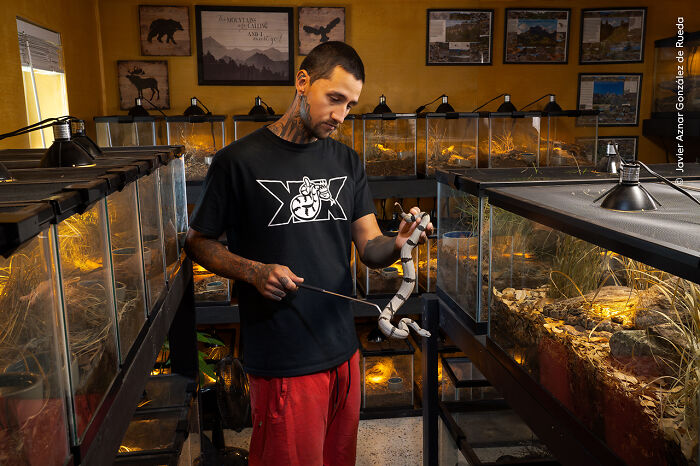 Man holding a black and white snake inside a room filled with reptile tanks, showcasing wildlife photography subjects.