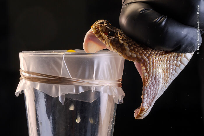 Close-up of snake with open mouth near container, showcasing a striking moment in wildlife photography winners 2025.