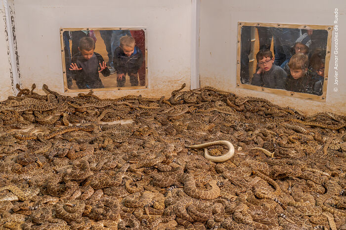 Children observing a large group of rattlesnakes through glass windows in a striking wildlife photographer of the year image.