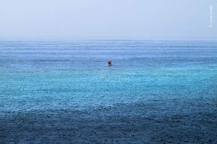 Seal's head peeking above the blue ocean surface in a striking wildlife photographer of the year 2025 shot.