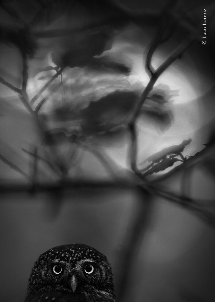 Black and white wildlife photograph of an owl with glowing eyes captured by Wildlife Photographer of the Year winners.