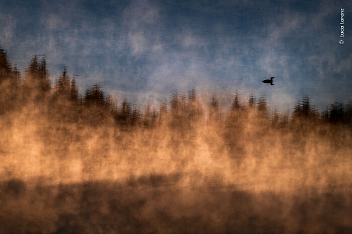 Bird flying above misty forest at sunset, a stunning moment captured by Wildlife Photographer of the Year 2025 winners.