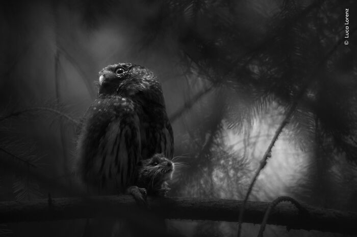 Owl holding a small rodent in its talons in a dark forest, showcasing Wildlife Photographer of the Year 2025 winners.