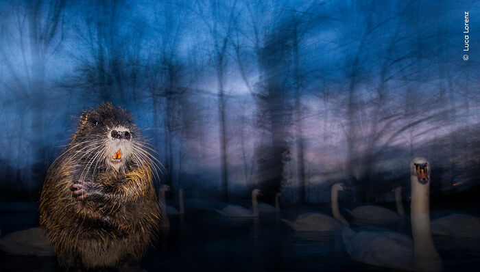 Wildlife Photographer of the Year image of a wet rodent holding food with swans and blurred trees at dusk.