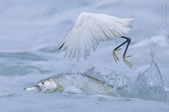 Egret with wings spread catching fish in water, captured in stunning Wildlife Photographer of the Year 2025 winning image.