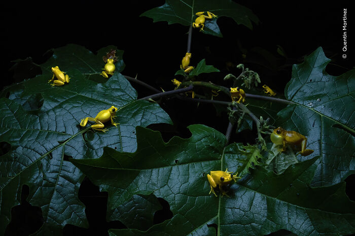 Small yellow frogs scattered on dark green leaves in a striking nature scene from Wildlife Photographer of the Year winners.