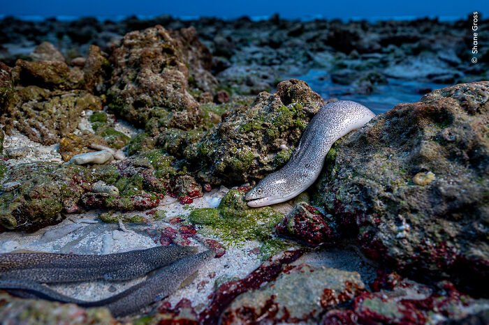 Moray eel peeking from rocky coral reef in underwater scene, Wildlife Photographer of the Year 2025 winning image.
