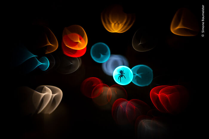 Abstract colorful light shapes with a silhouetted spider, captured in a Wildlife Photographer of the Year winning image.