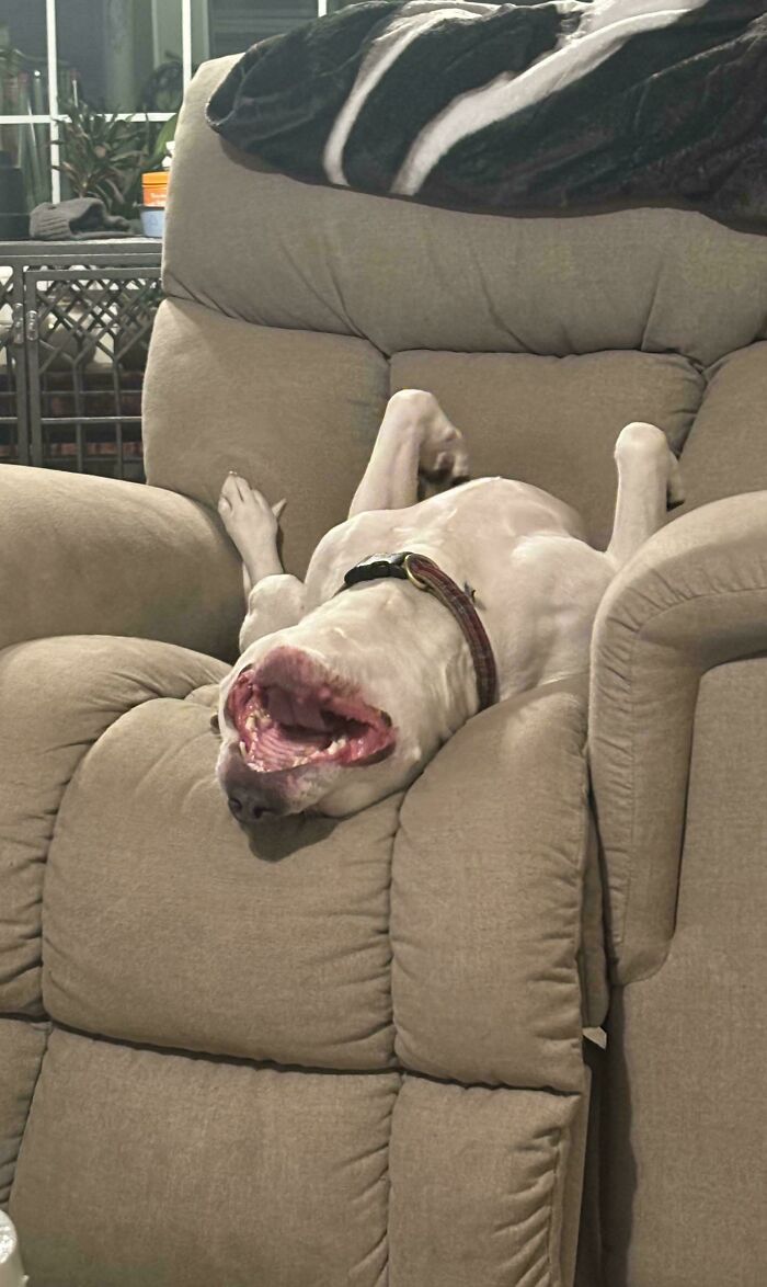 Goofy dog lying upside down on recliner chair, showing playful and hilarious dog behavior in a home setting.