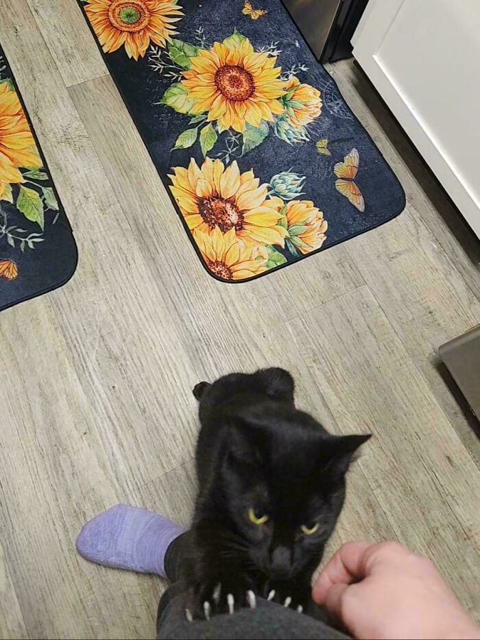 A black cat staring intensely while sinking its cat claws into a person's leg