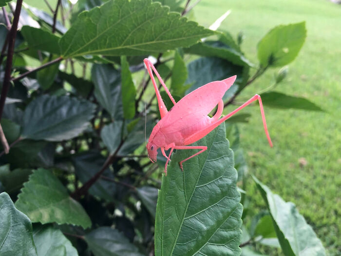 An Albino Katydid With A Rare Genetic Disease Just Chilling On A Hibiscus