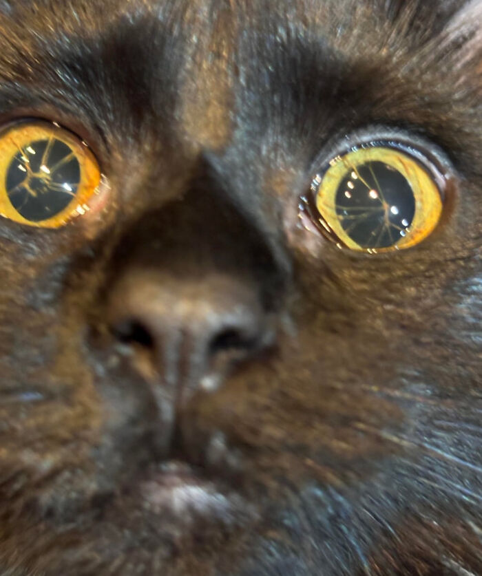 Cat's Seperated Pupils. She Can See Perfectly Fine