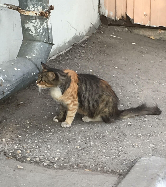 A Tortoiseshell Cat With An Extraordinary Orange Pattern On Its Paws