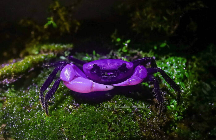 Rare Royal Purple Princess Crabs Were Spotted In Kaeng Krachan National Park, Thailand