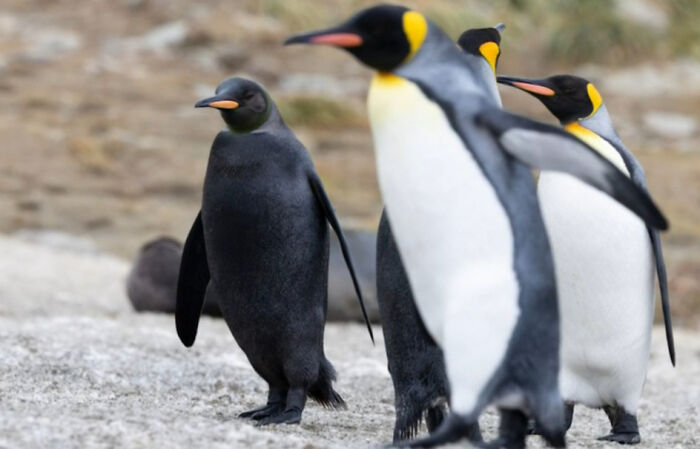 This Entirely Black Penguin, A Very Rare Occurance