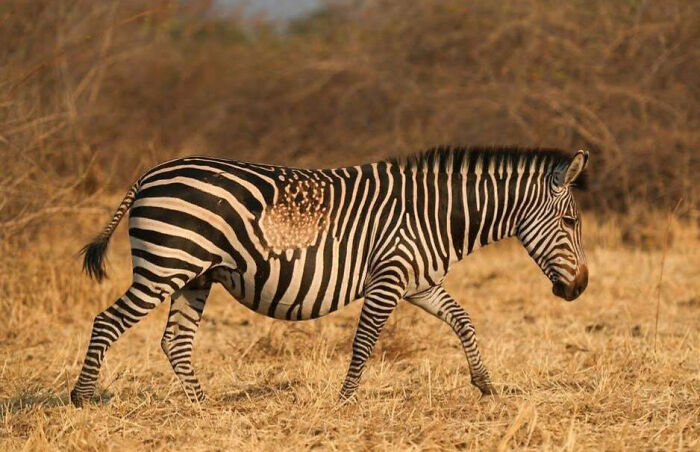 This Zebra Has Unusual Pattern That Makes It Almost Look Like Partially Transparent Against The Plains