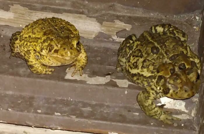 Two One Eyed Toads Showed Up At The Same Time
