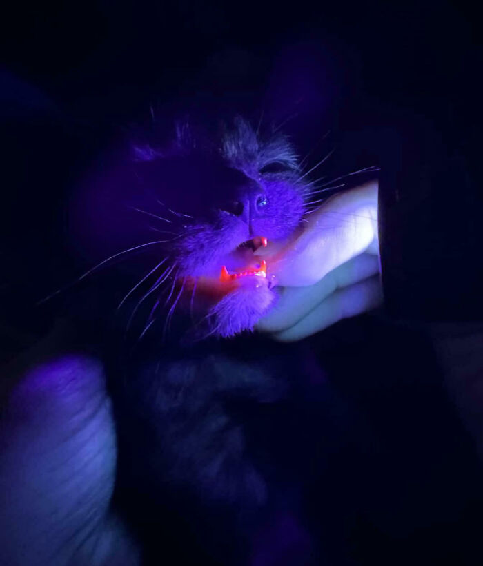 Cat Has A Rare Genetic Disorder That Makes Her Teeth Red And Glow Pink Under Black Light