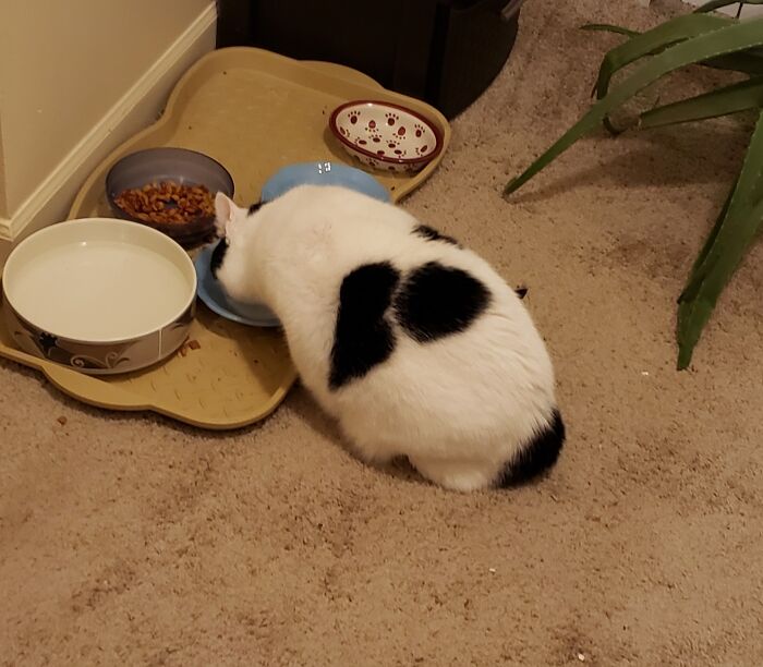 My Cat Bo Has Her Name On Her Back