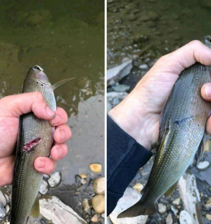 The Person Caught The Same Fish A Month And Half Later