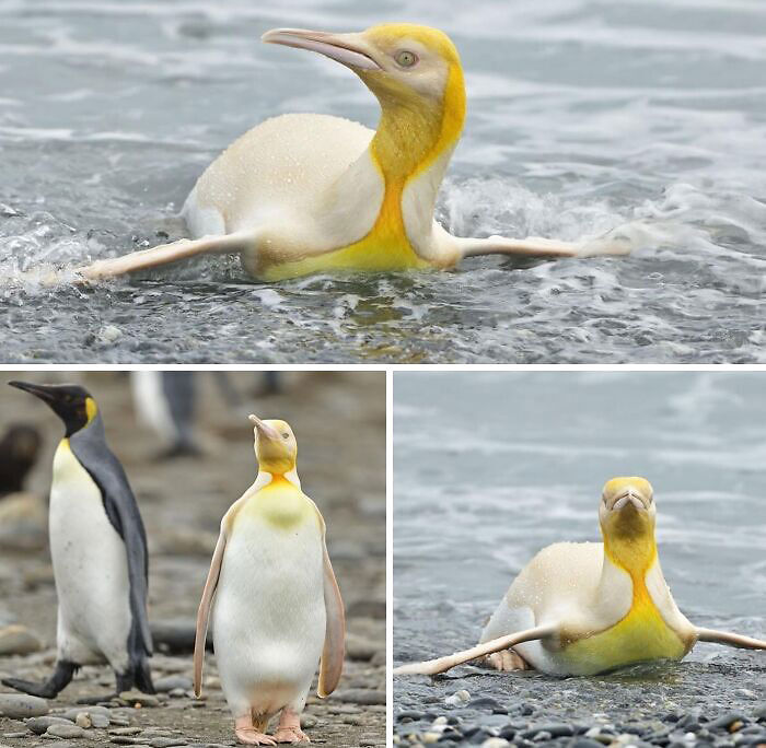 Yellow Coloured Penguin