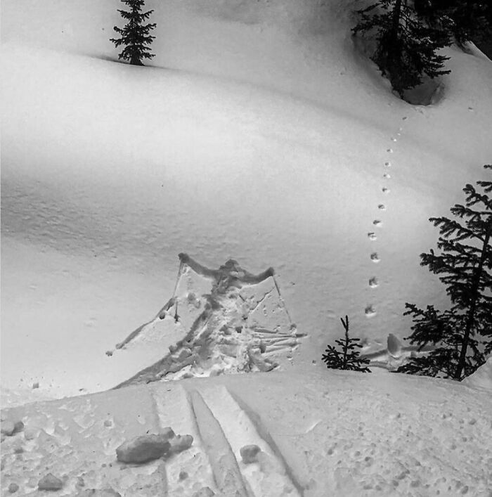 Funny photo of a snow angel with animal tracks nearby, capturing a humorous moment in a snowy landscape.