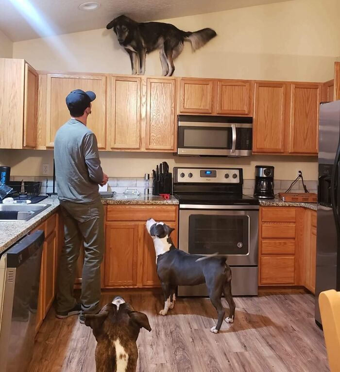 Dog stuck on kitchen cabinets with two other dogs and a man looking up in a funny photo that says it all instantly.