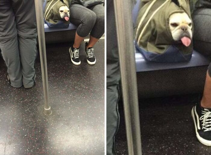 Bulldog sticking out tongue from a backpack on the NYC subway, showcasing one of the weird moments off the rails.