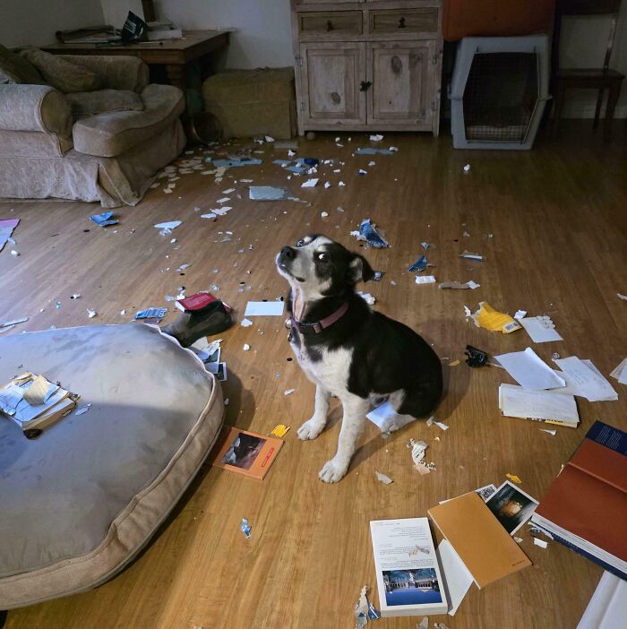 Black and white dog sitting among torn papers and books scattered across a wooden floor in a messy living room, funny photos moment.
