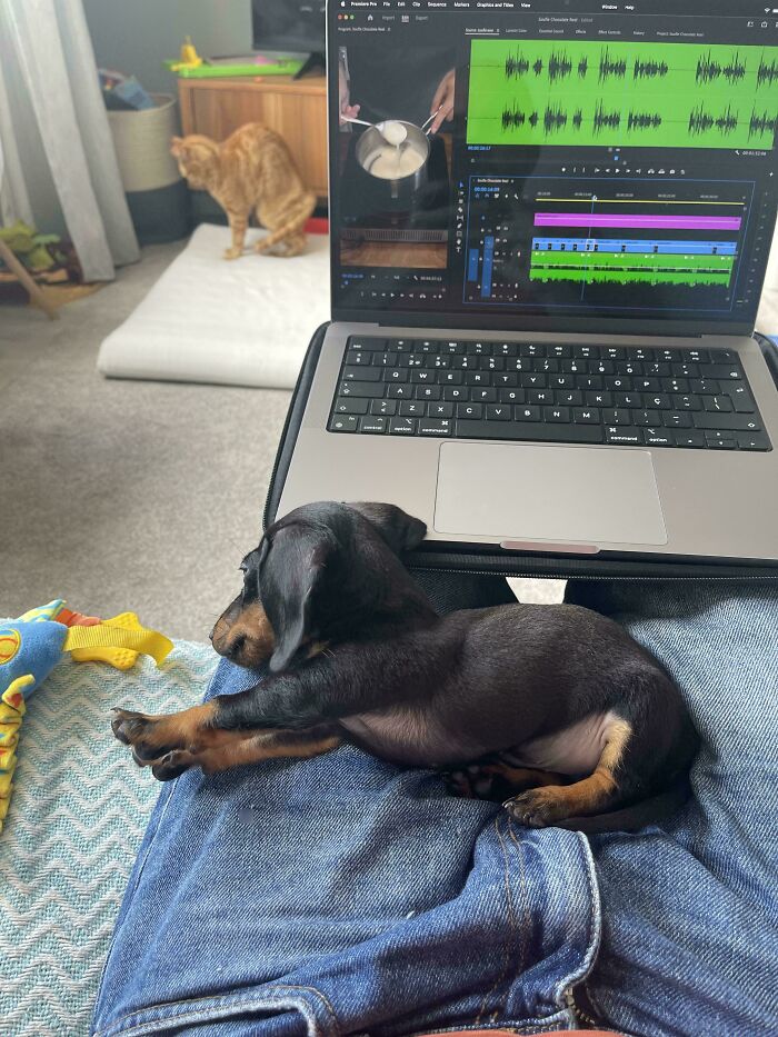 Caught Both My Pets Stretching At The Same Time