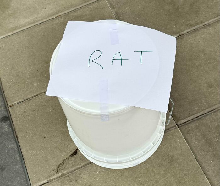 White bucket outside on pavement with a taped paper reading RAT, a funny photo that says it all instantly.