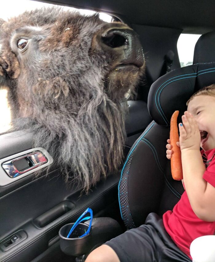 Close-up of a buffalo inside a car window and a child laughing while holding a carrot, a funny photo that says it all instantly.