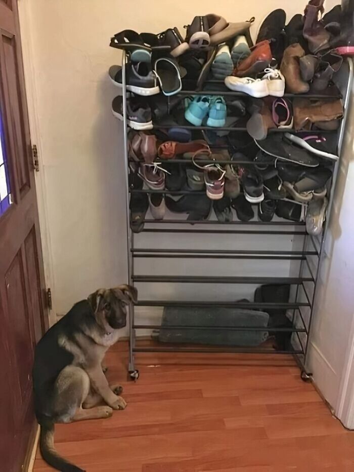 German shepherd puppy sitting sadly next to an overloaded shoe rack in a funny photo that says it all instantly