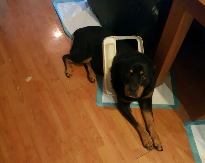 Rottweiler stuck in a pet door, lying on a wooden floor, a funny photo that says it all instantly.