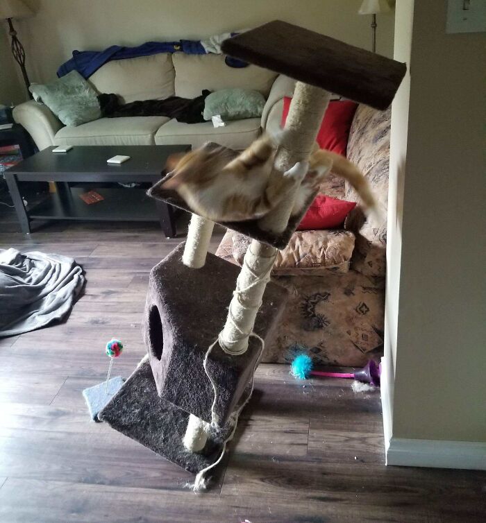 Cat falling off a scratching post in a living room, capturing a funny photo that says it all instantly.