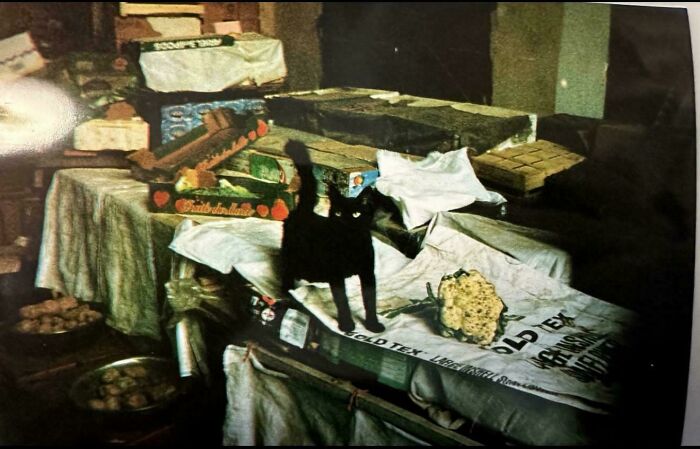 Black cat standing on a cluttered table surrounded by various items in an accidentally Renaissance pets animals style scene.