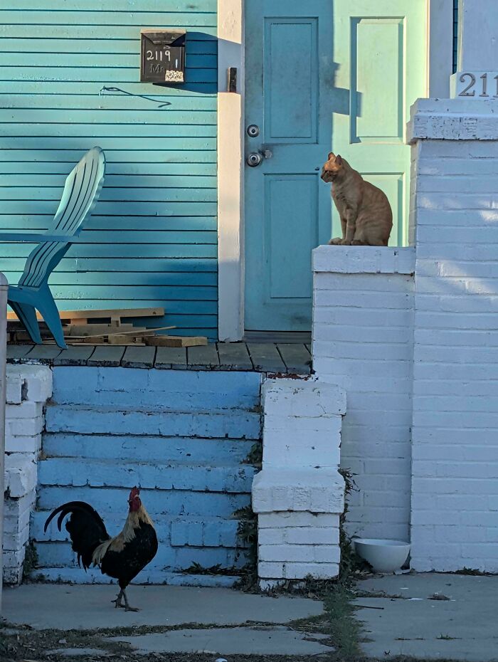 Cat sitting on white brick wall and rooster walking near blue steps in a scene featuring accidentally renaissance pets animals.