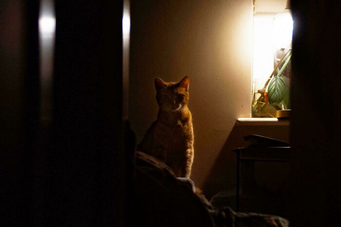 Orange cat sitting in dim light near a window with plants, creating an accidentally Renaissance pets animals scene.