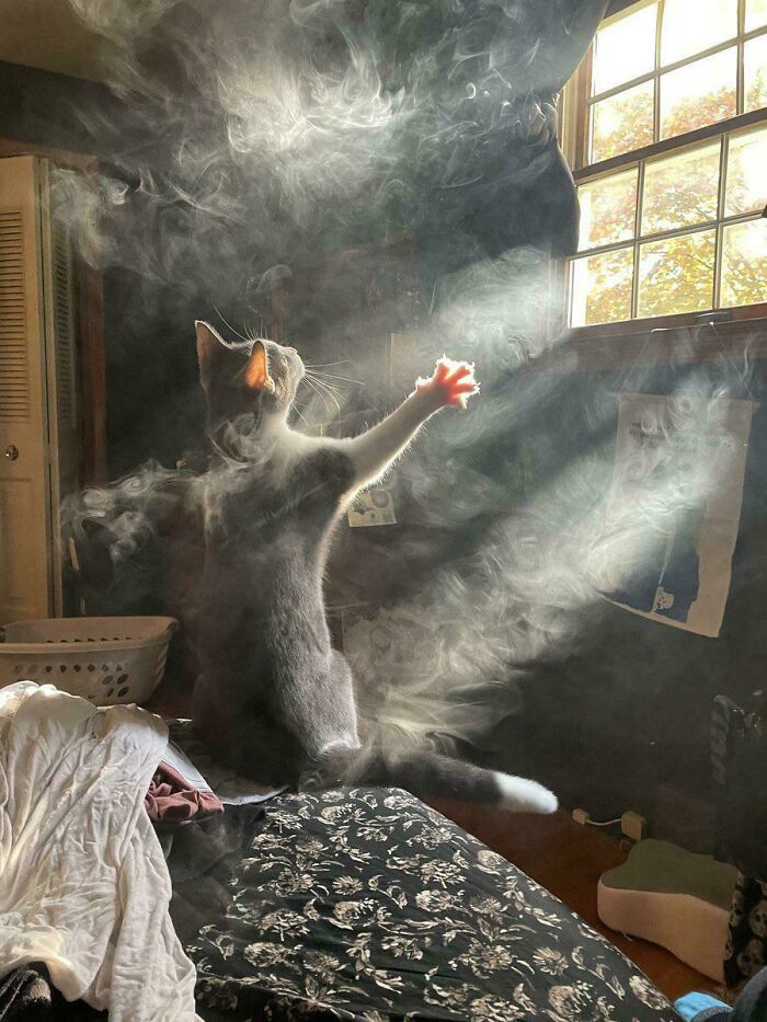Cat surrounded by sunlight and smoke, creating an accidentally renaissance effect with pets and animals indoors.