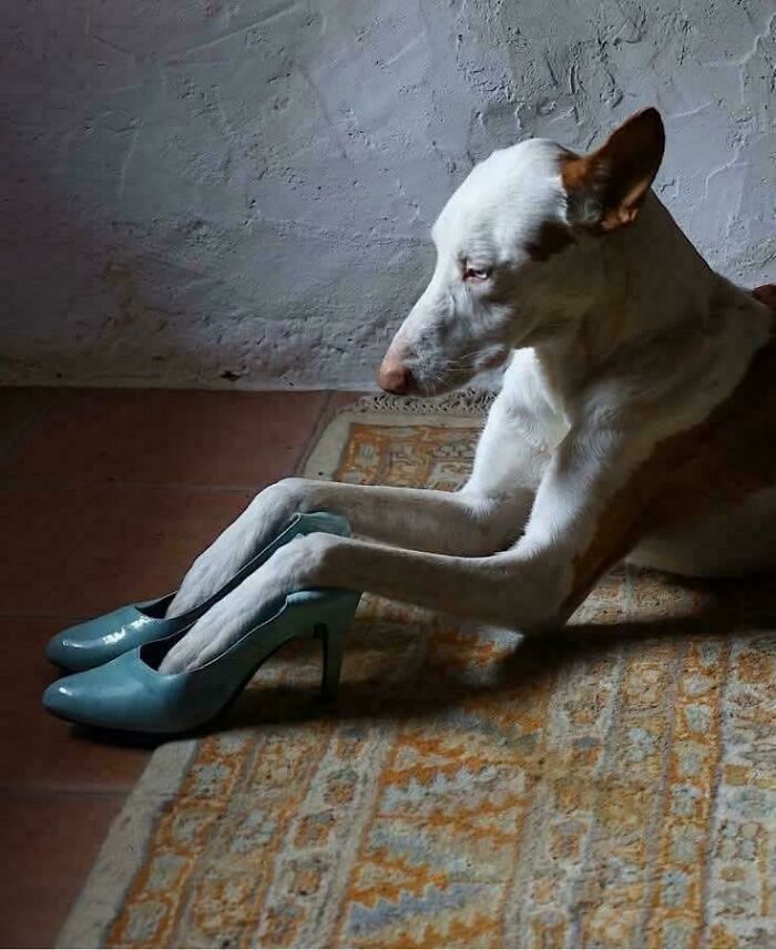 Dog wearing blue high heels sitting on an ornate rug against a textured wall in accidentally renaissance pets scene.