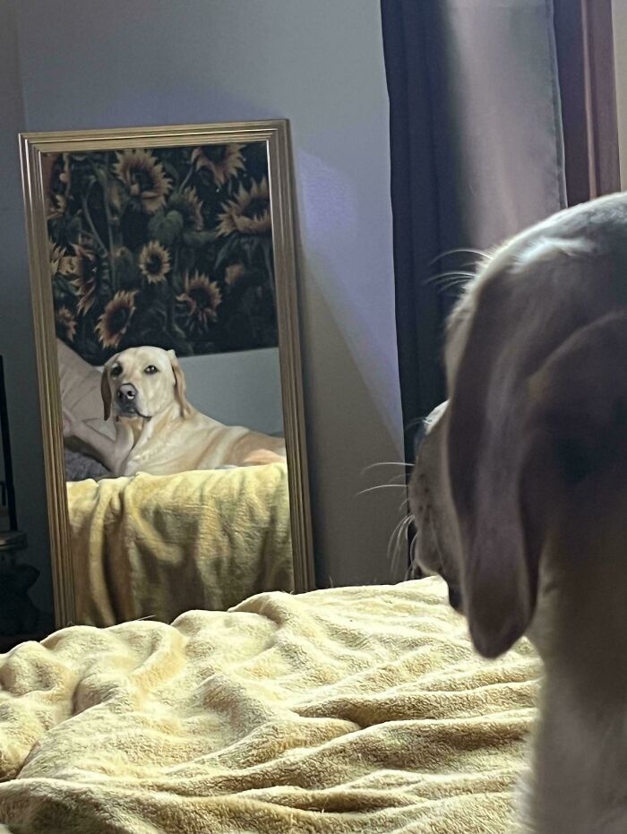 Yellow Labrador dog lying on a bed, looking at its reflection in a mirror, resembling Renaissance pets animals art.